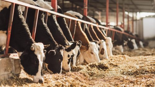 animal feed industry